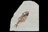 Cretaceous Fossil Fish (Armigatus) - Lebanon #70028-1